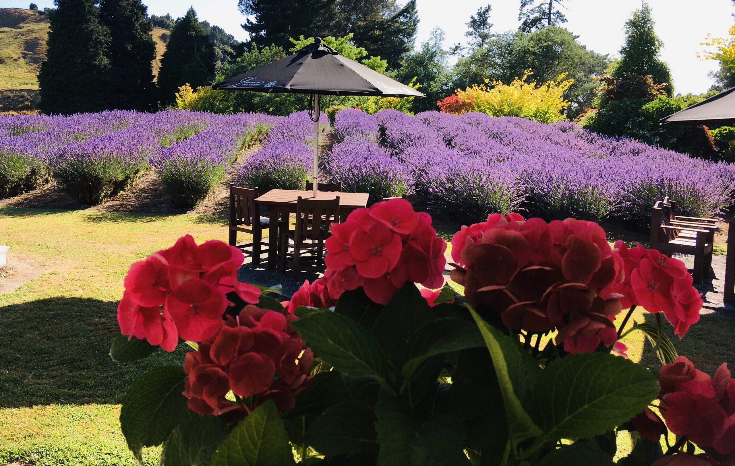 Lavender Farm SH 43 Forgotten World Highway Taumarunui
